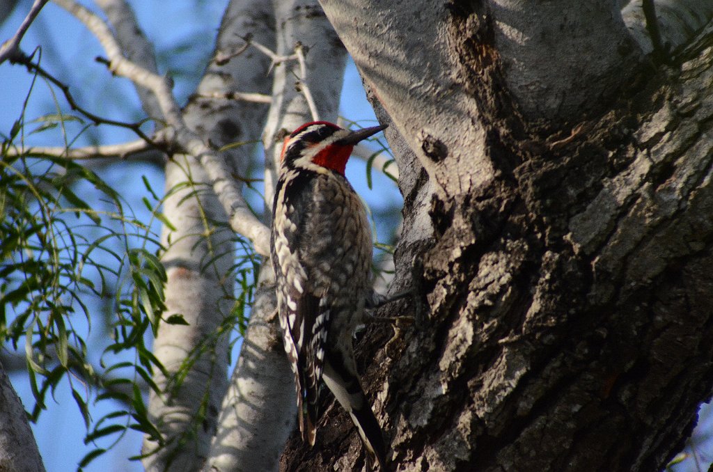 Woodpecker, Red-naped Sapsucker, 2013-01095428 Bentsen Rio Grande Valley State Park, TX.JPG - Red-naped Sapsucker. Bentsen Rio Grande Valley State Park, TX, 1-9-2013